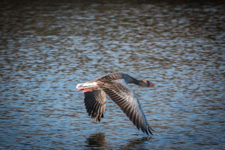 a close up of a flying greylag gooseの写真素材