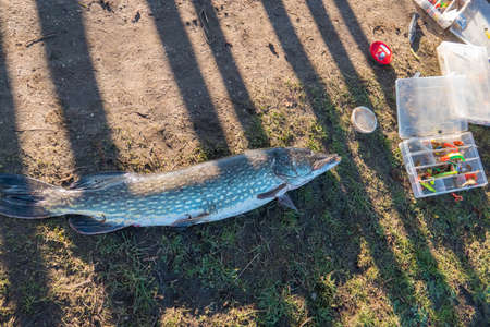 a big fished pike lies on the bed next to a can with fish bait