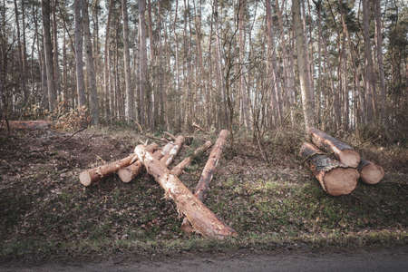 freshly cut trees lie next to a road leading through a forest