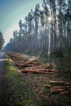 freshly cut trees lie next to a road leading through a forestの写真素材
