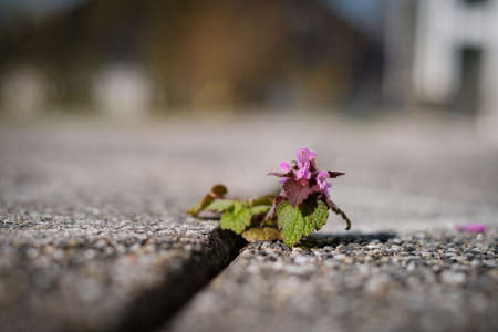 a deadnettle grows from the tile grout between terrace slabs