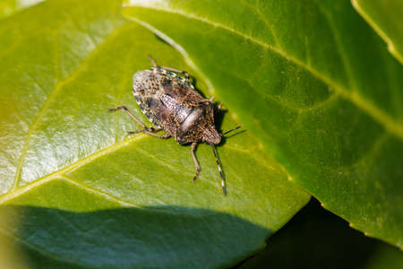 a bug sits on the green leaf of a cherry laurel bush