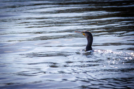 a cormorant swims on the water of a lakeの写真素材