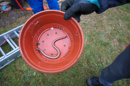 a young slow worm snake crawls in a red bucket