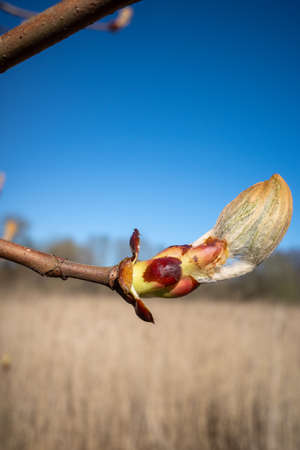 a close up of chestnut buds in spring time