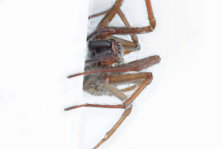 a close up of a house angle spider