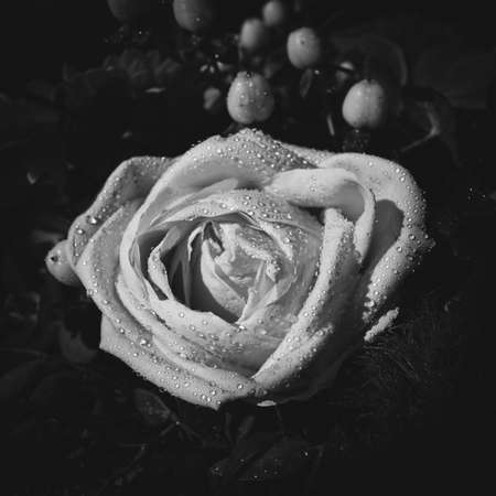 a close up of a rose flower wetted with water dropsの写真素材