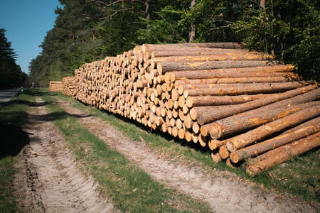 many freshly cut tree trunks are stacked in a large pile