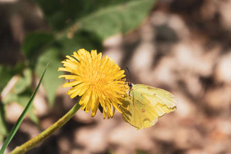 a lemon butterfly collects nectar from a yellow buttercupの写真素材