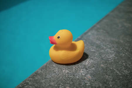 a yellow squeaky duck is on the edge of a swimming poolの写真素材