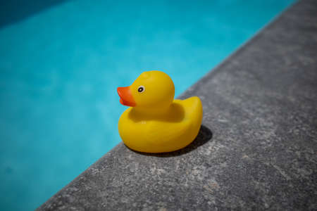 a yellow squeaky duck is on the edge of a swimming poolの写真素材