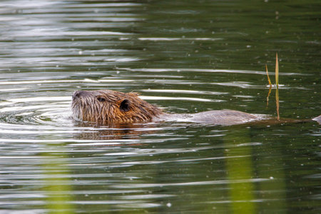 a brown nutria swims on a lakeの写真素材