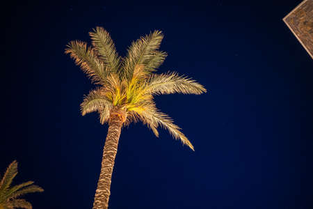 a palm tree is illuminated at nightの写真素材