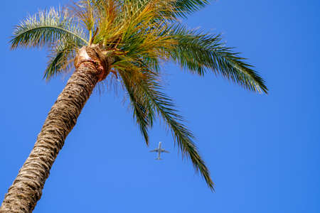a plane flies past a palm tree in the blue skyの写真素材
