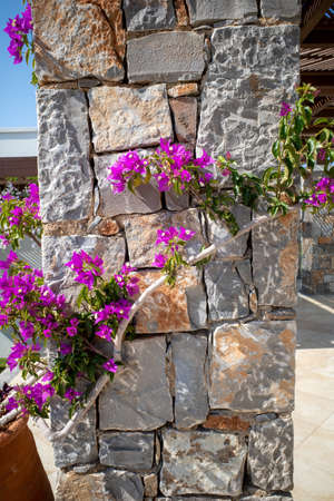 an ornamental plant climbs up a columnの写真素材