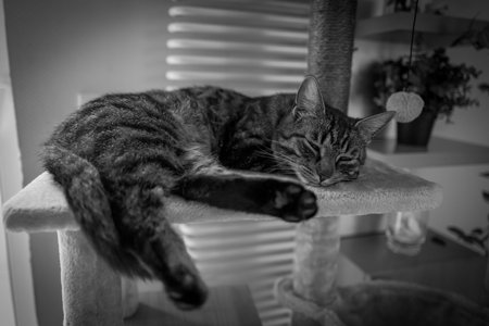 a gray cat sleeps on a scratching post for catsの写真素材