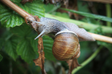 a Roman snail cracks on a twigの写真素材