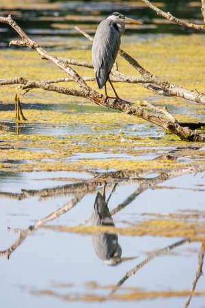 the gray heron stands on a branch above the waterの写真素材