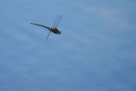 a close up of a large flying dragonfly
