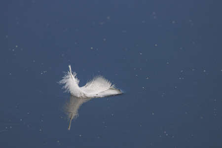 a white feather floats on calm water