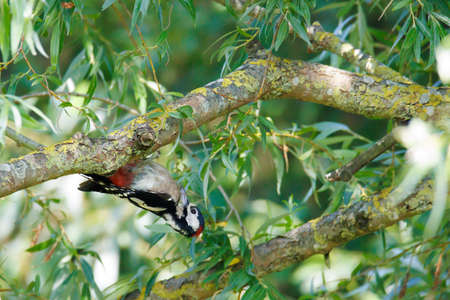 a spotted woodpecker hangs upside down on a branchの写真素材