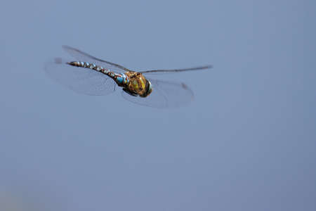 a close up of a large flying dragonflyの写真素材