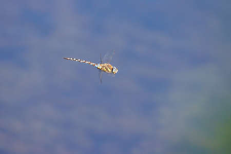 a close up of a large flying dragonflyの写真素材
