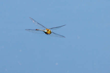 a close up of a large flying dragonflyの写真素材