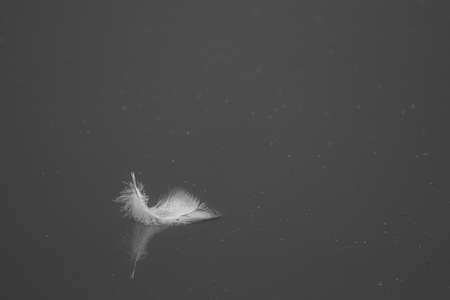 a white feather floats on calm waterの写真素材