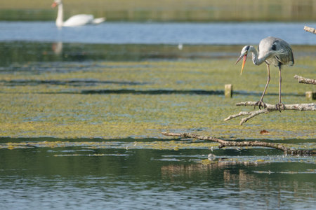 a gray heron stands on a branch above the water and looks for fishesの写真素材