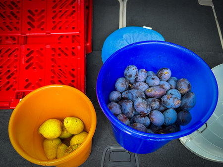 in two buckets are picked pears and plumsの写真素材