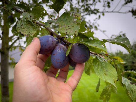 ripe blue plums are picked by handの写真素材