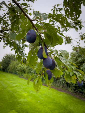 ripe blue plums are picked by handの写真素材