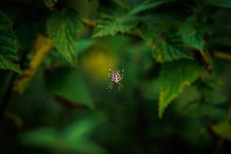 a large cross spider lurks in the middle of the web for preyの写真素材