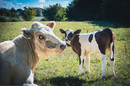 on a green meadow mother cows with calves are lying in the sunの写真素材