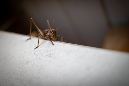 brown bush cricket crawls on a white boardの写真素材
