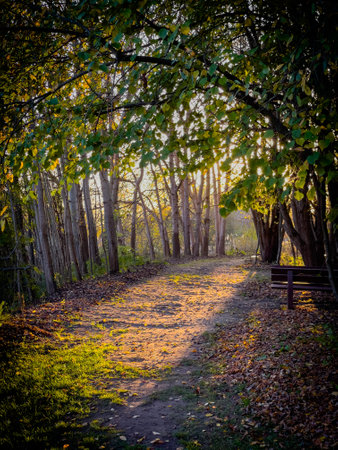 path covered with leaves is illuminated by the setting sunの写真素材