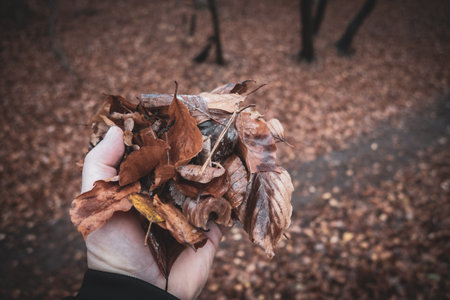 colorful autumn leaves held up with one hand in a forestの写真素材