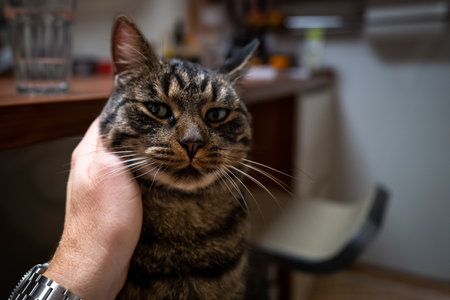 a cute gray tabby domestic cat is stroked