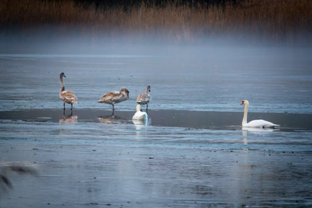 on the frozen lake stood a few swansの写真素材