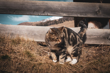 a portrait of a cute young house cat in front of a wooden fenceの写真素材