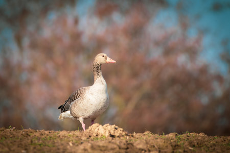 a close up of a greylag goose in springの写真素材