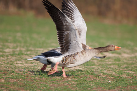 a close up of a flying greylag goose in springの写真素材