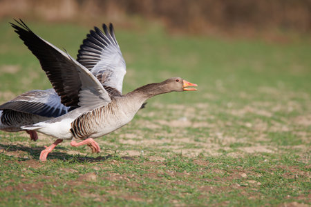 a close up of a flying greylag goose in springの写真素材