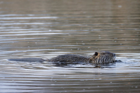 a nutria swims on the surface of a lake and eatsの写真素材