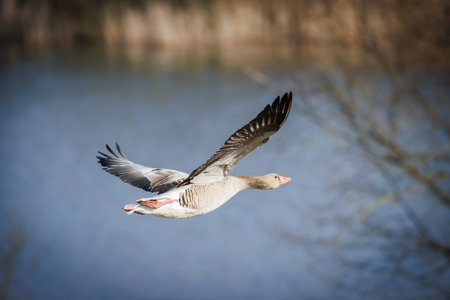 a close up of a flying greylag goose in springの写真素材