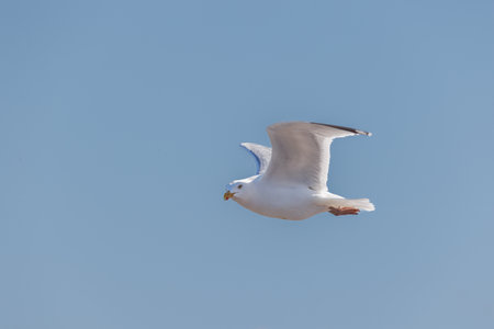 a close up of a flying white seagullの写真素材