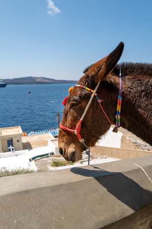 The donkeys in FirÃ¡ on the island of Santorini bring the tourists up the stairs into the townの写真素材