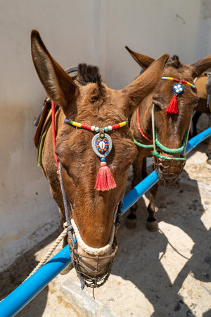 the donkeys bring the tourists up the mountain on the island of Santoriniの写真素材
