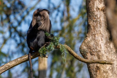 close up of a bearded monkey sitting on a branch and eatingの写真素材